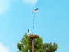 5481 Fliegender Storch Nest